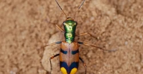 ESCARABAJO TIGRE DE LA CHIQUITANIA PONE A BOLIVIA EN LA FINAL DE UN CONCURSO MUNDIAL DE CONSERVACIÓN