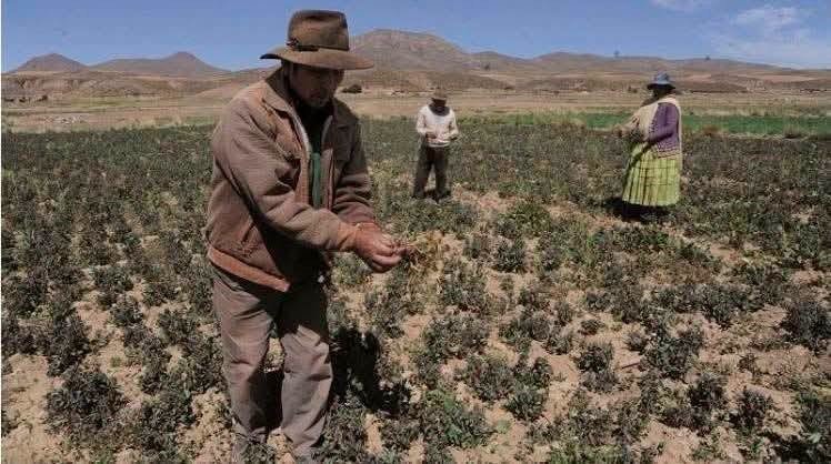 Senamhi reporta intensas heladas en seis departamentos